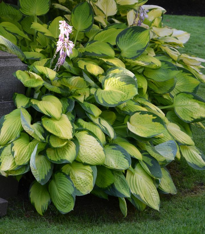 Hosta 'Gold Standard'