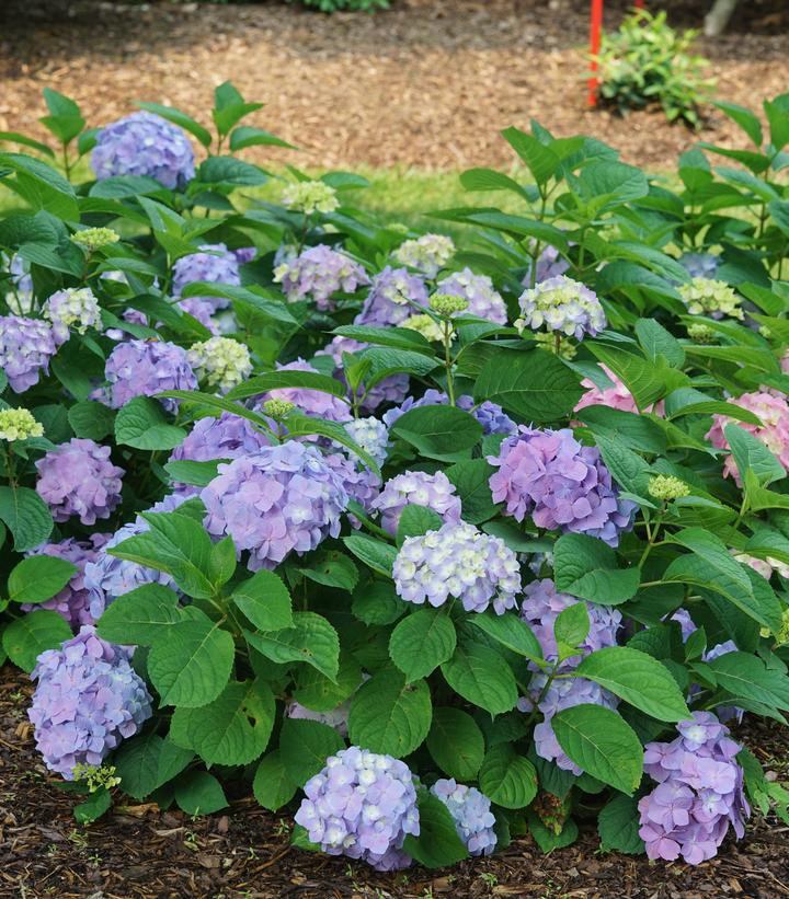 Hydrangea mac. Let's Dance Sky View®