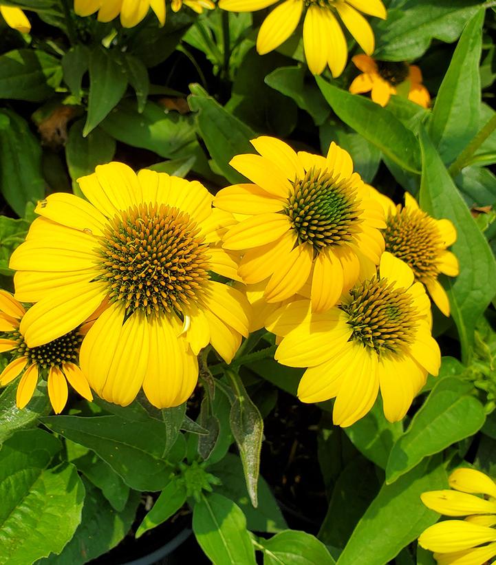 Echinacea Artisan™ Yellow Ombre