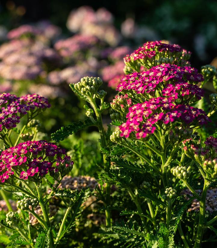 Achillea millefolium Milly Rock™ Rose