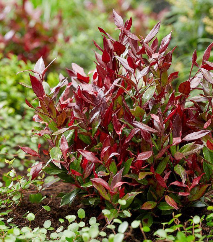 Leucothoe fontanesiana 'Little Flames'