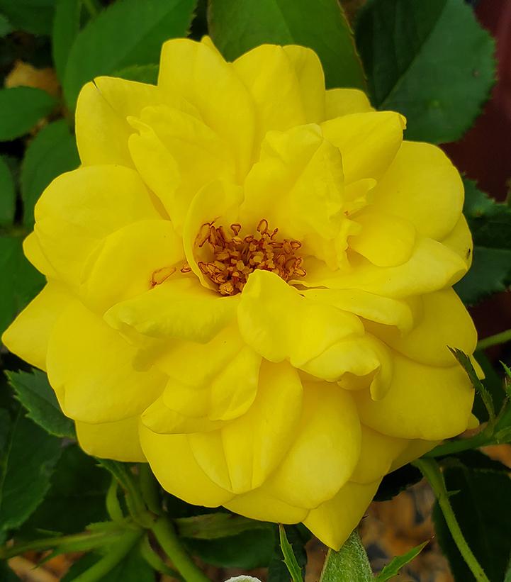 Rosa Yellow Brick Road