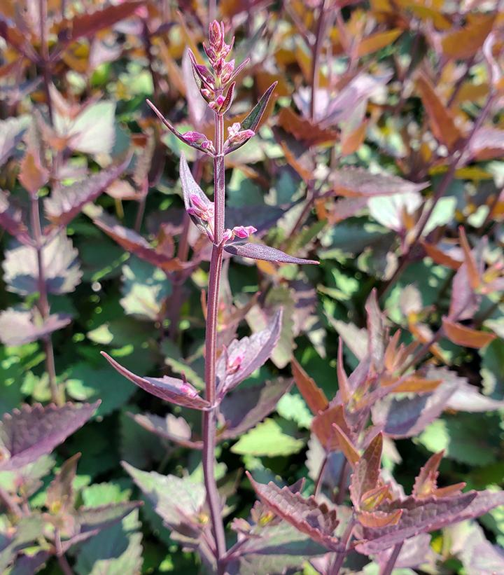 Agastache hybrid Meant to Bee™ 'Royal Raspberry'