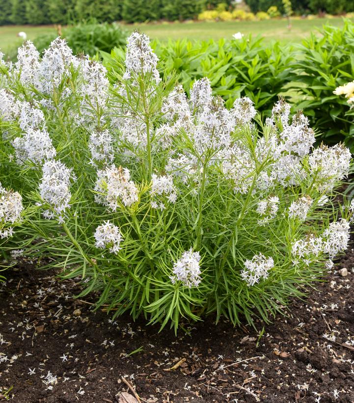 Amsonia hybrid 'String Theory'