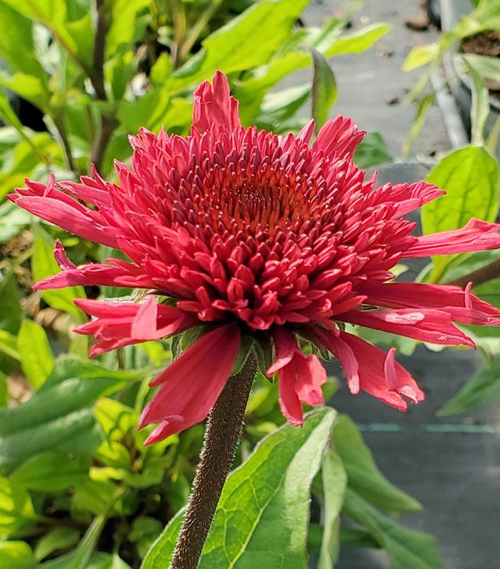 Echinacea hybrid Double Coded™ 'Raspberry Beret'