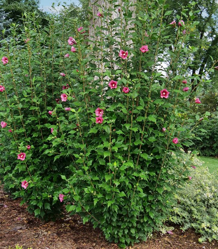 Hibiscus syriacus Red Pillar™