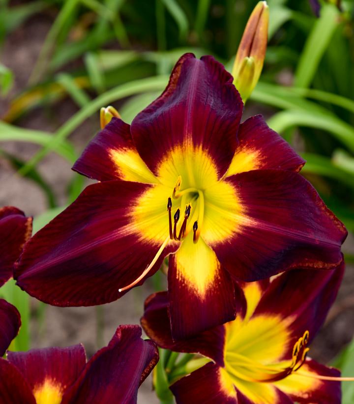 Hemerocallis RAINBOW RHYTHM® 'Persian Ruby'