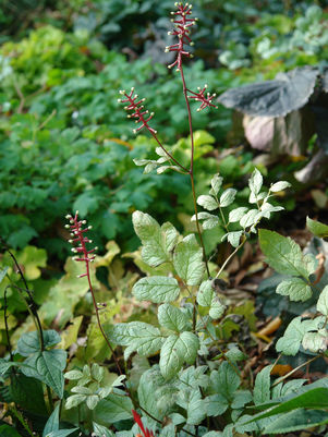 Actaea pachypoda 'Misty Blue'