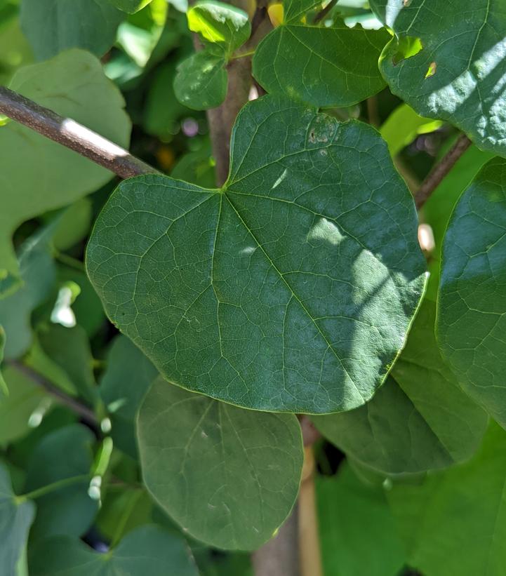 Cercis canadensis 