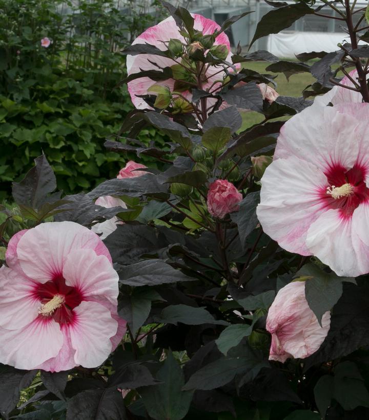 Hibiscus hybrid Summerific® Summerific® Perfect Storm