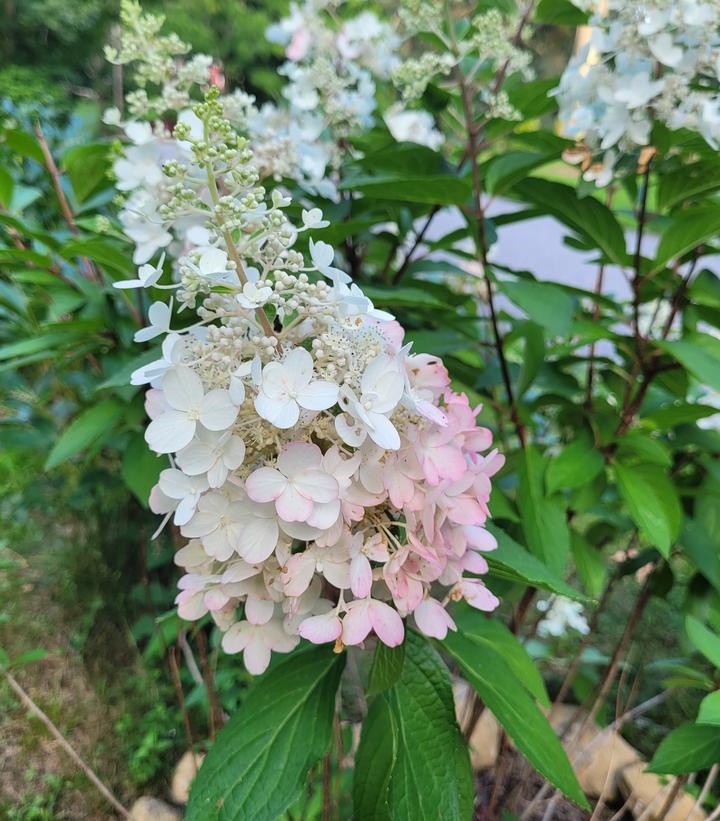 Hydrangea pan. Candelabra™