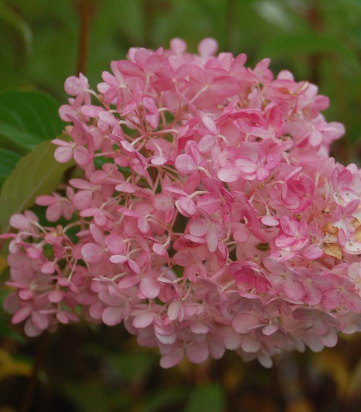 Hydrangea pan. Vanilla Strawberry™