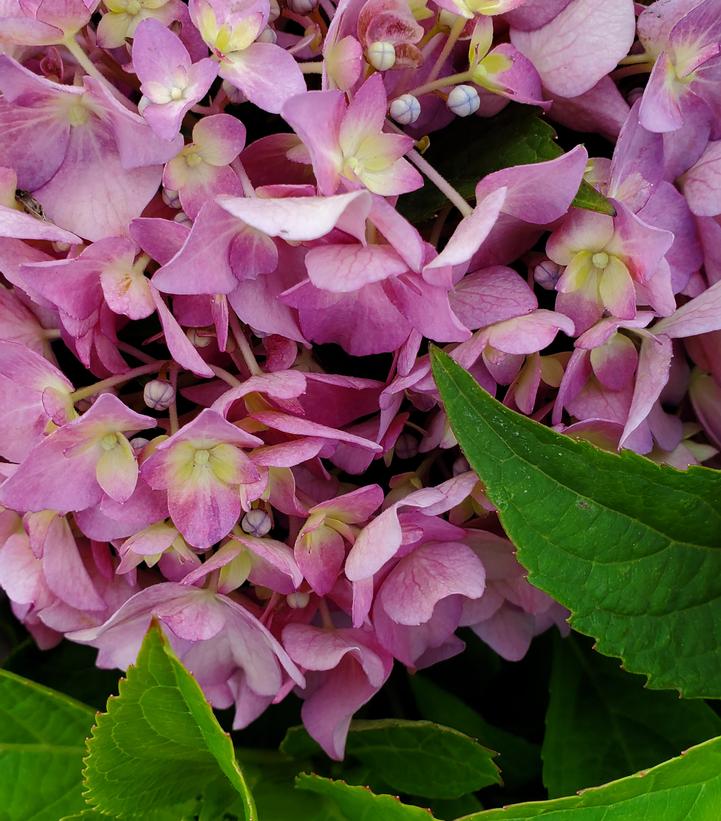 Hydrangea x Let's Dance ¡Arriba!®