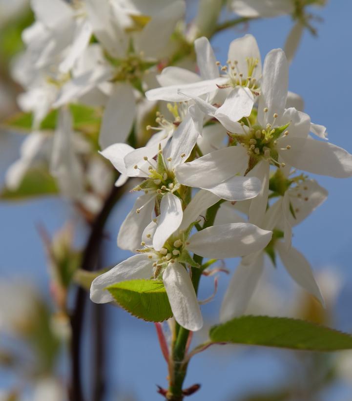 Amelanchier canadensis Spring Glory®