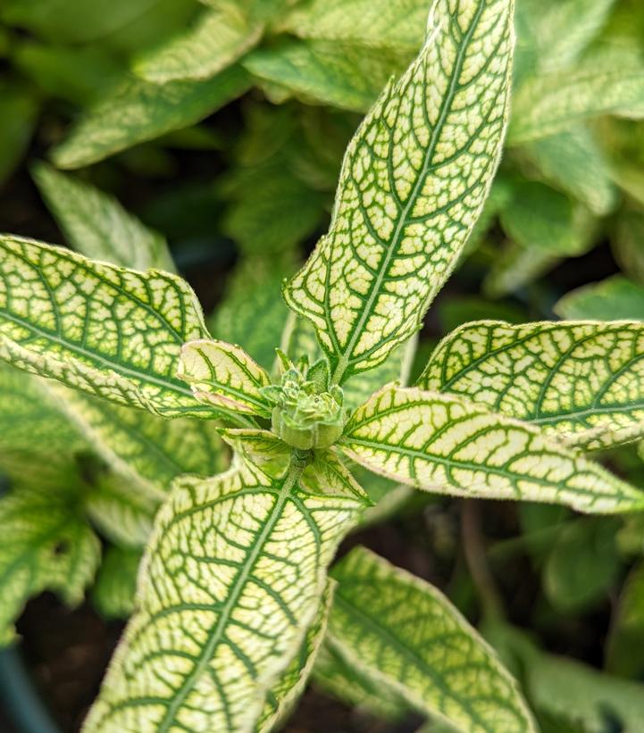 Heliopsis helianthoides 'Bit of Honey'