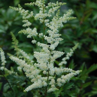 Astilbe arendsii Bridal Veil