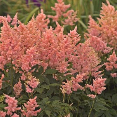 Astilbe Peach Blossom