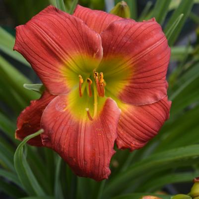 Hemerocallis Red Hot Returns