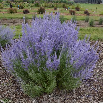 Perovskia atriplicifolia Denim 'n Lace