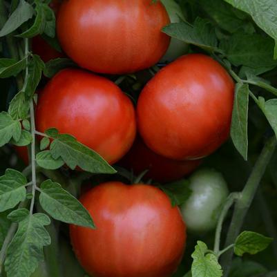 Tomato Heirloom Marriage™ Jersey Boy