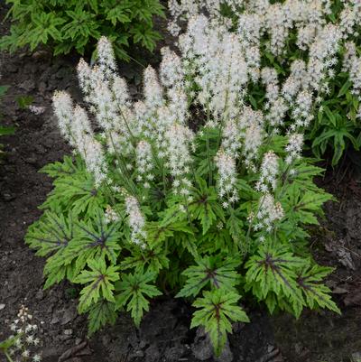 Tiarella hybrid Cutting Edge