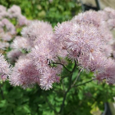 Thalictrum Nimbus™ Pink