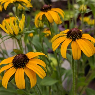 Rudbeckia 'American Gold Rush'