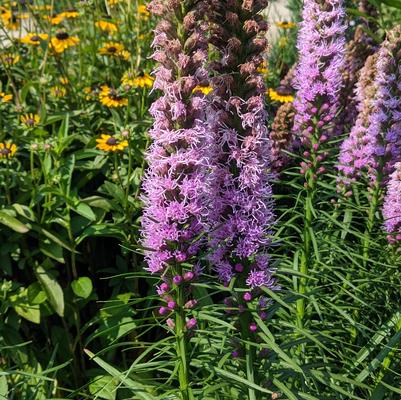 Liatris spicata Kobold Original