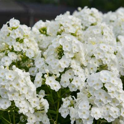 Phlox paniculata Luminary™ 'Backlight'