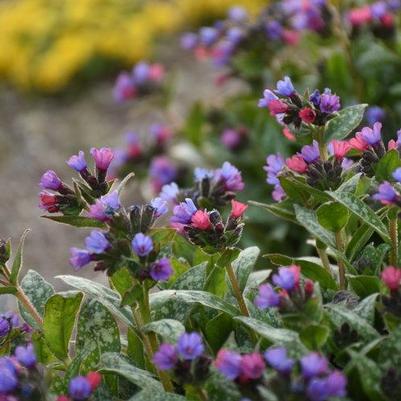 Pulmonaria hybrid 'Spot On'