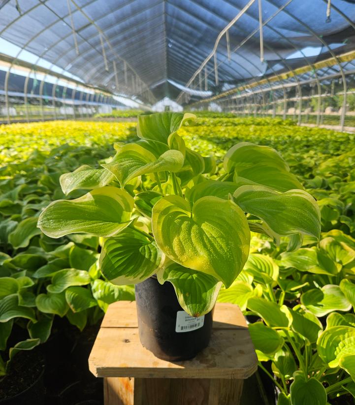 Hosta Fragrant Bouquet