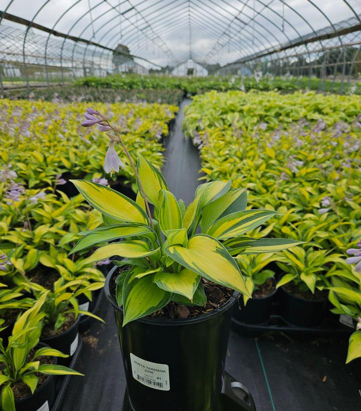 Hosta tardiana June