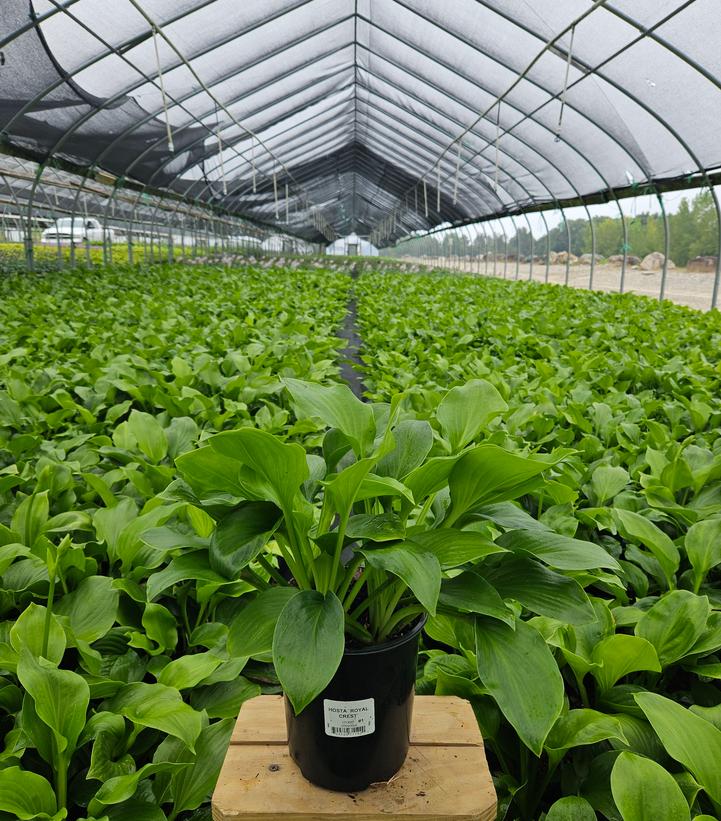 Hosta 'Royal Crest'