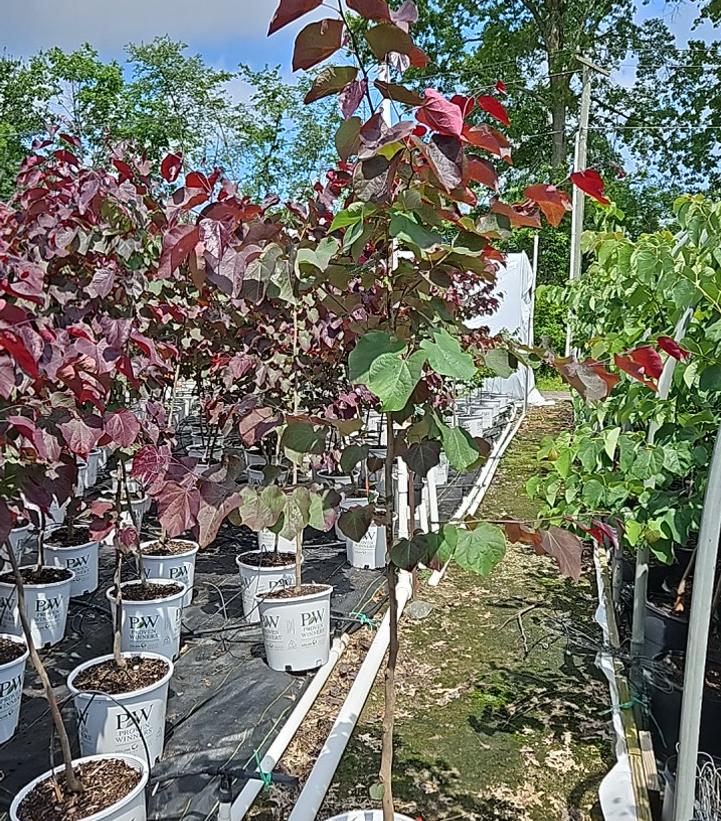 Cercis canadensis Midnight Express®