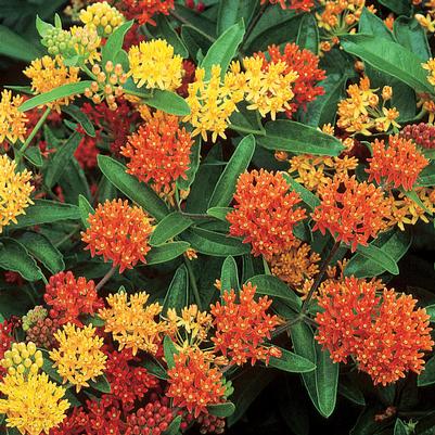 Asclepias tuberosa Gay Butterflies