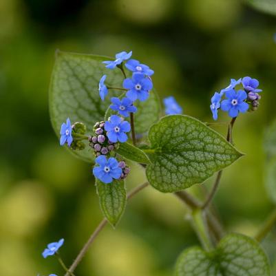 Brunnera macrophylla 'Queen of Hearts'