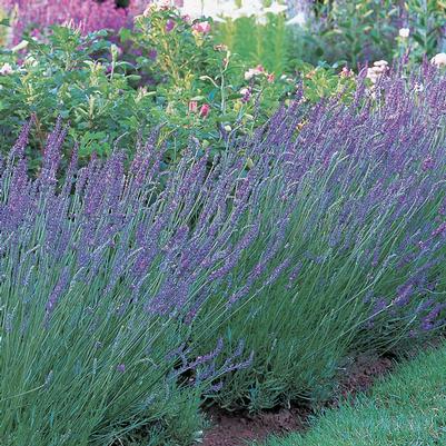 Lavandula X intermedia Grosso