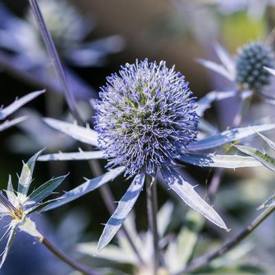 Eryngium 'Blue Hobbit'