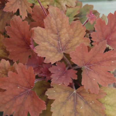 Heucherella x 'Sweet Tea'