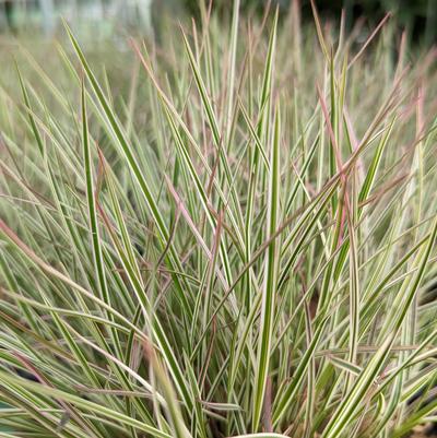 Schizachyrium scoparium 'Chameleon'