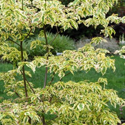 Cornus alternifolia Golden Shadows®