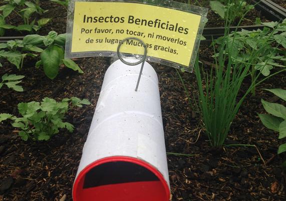 Beneficial Insect breeding tube in a herb crop