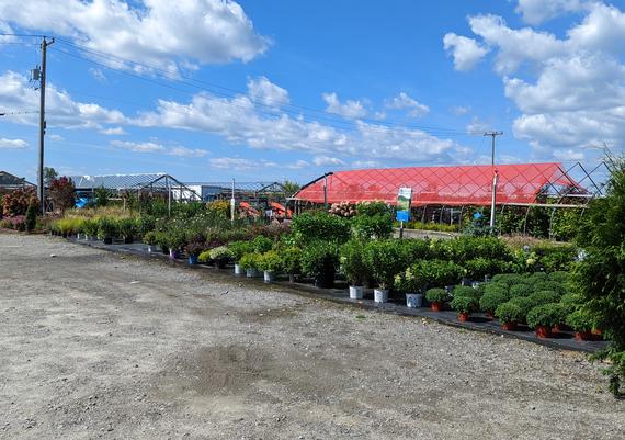 Wholesale Minifarm - Lebanon