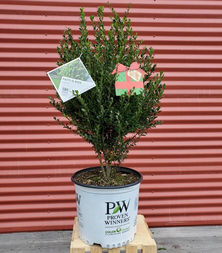 Ilex crenata Patti O Box® #3