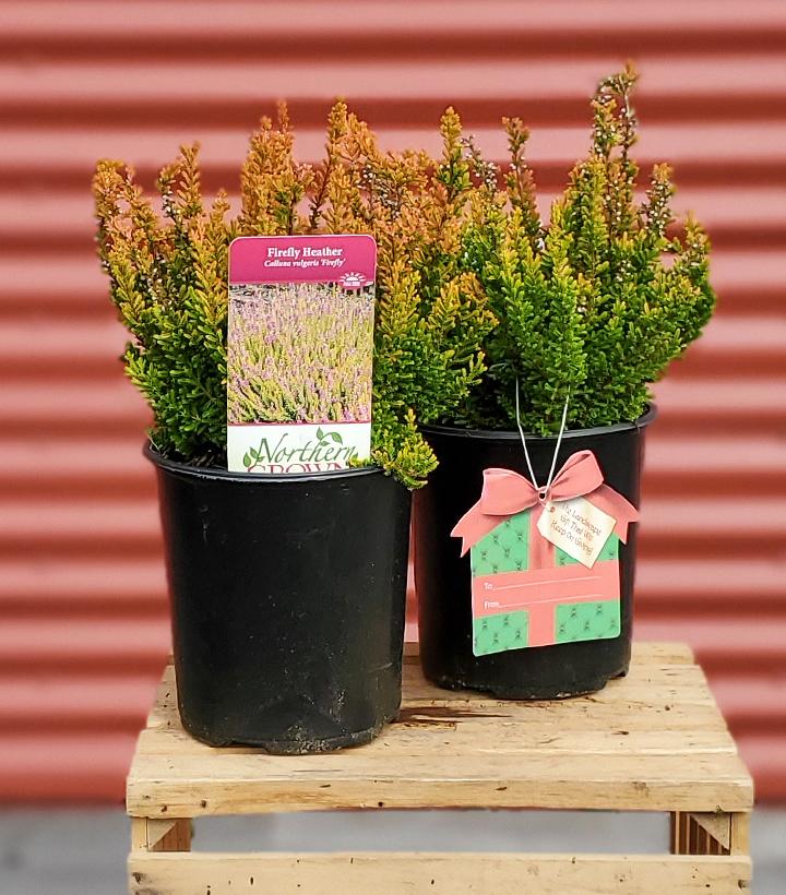 Calluna vulgaris Firefly #1