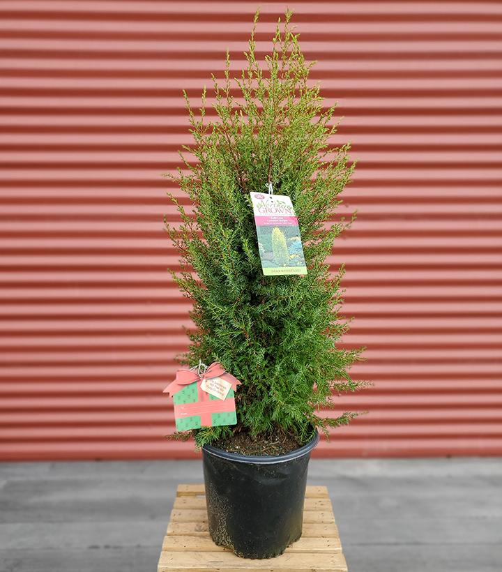 Juniperus communis Gold Cone #2