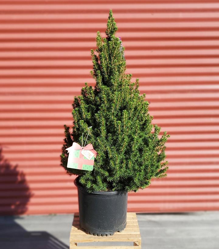 Picea glauca 'Conica' #3