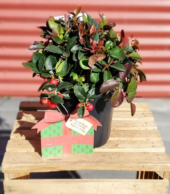 Gaultheria procumbens #1