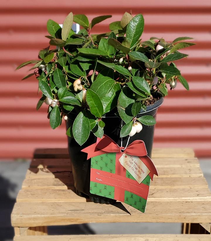 Gaultheria procumbens 'Winter Fiesta' #1