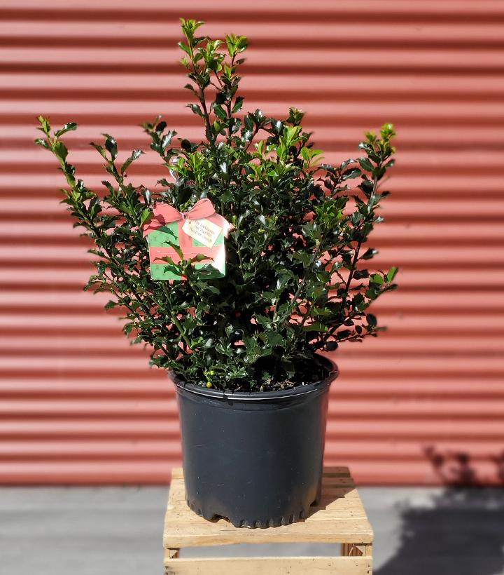 Ilex X meserveae 'Berryific' #3